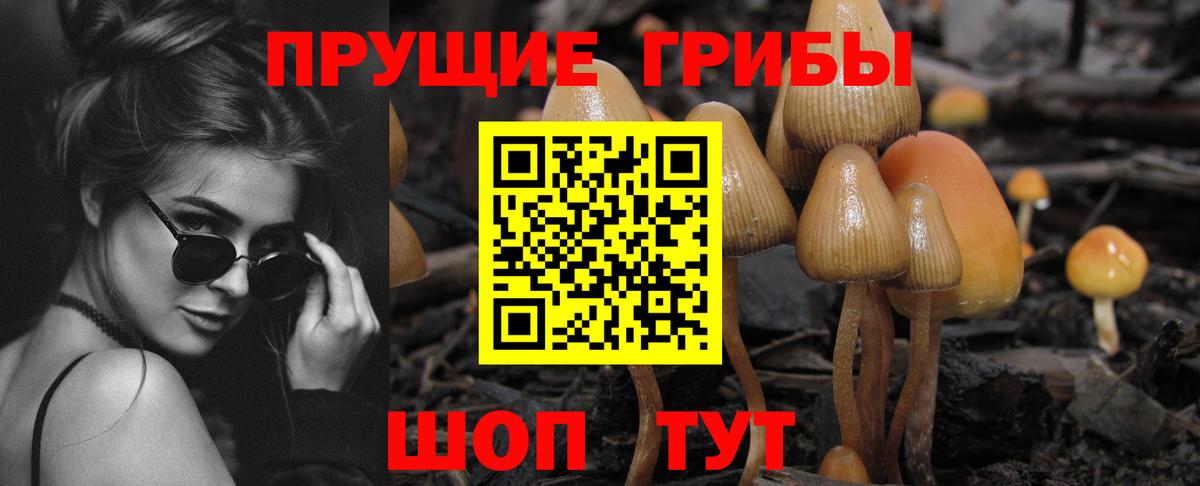 Галлюциногенные грибы Magic Shrooms  Вход с VPN  где купить наркоту  Бердск  Псилоцибиновые грибы Psilocybe 